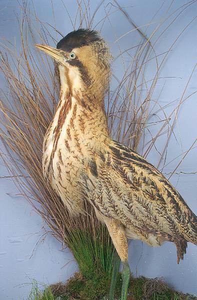 casedbittern[2].jpg